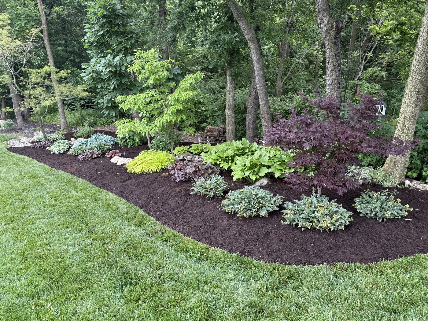 Woodland shade garden with hostas and Japanese maple